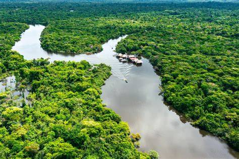 Selva