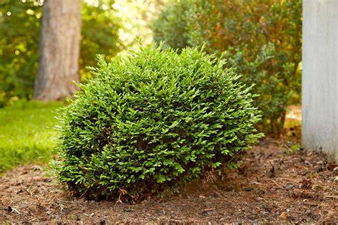 Shrub