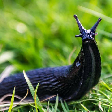 Slug