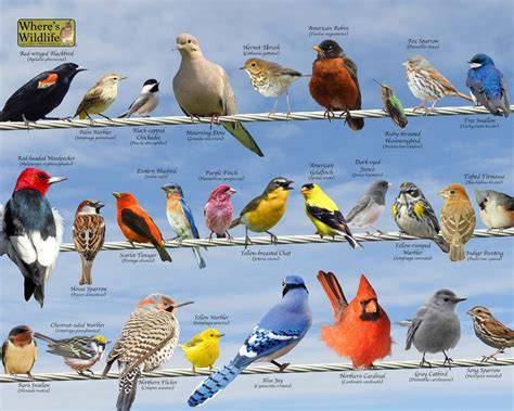 Song Bird