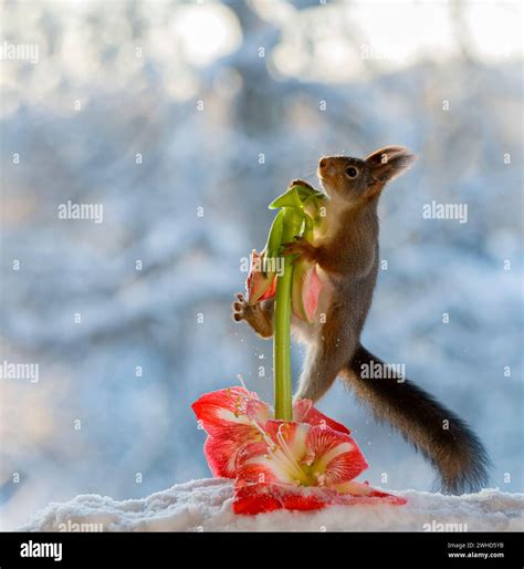 Squirrel Flower