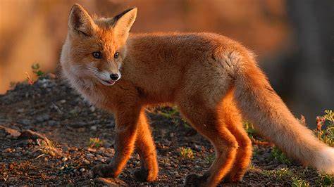 The Fox