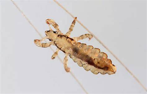 lice