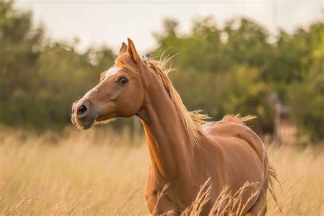 Horse on Farm
