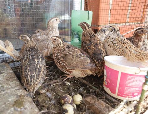 Quails