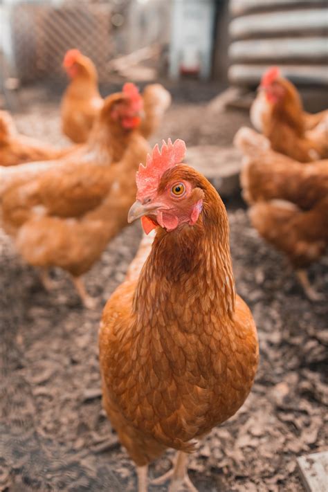 Chickens in Factory Farms