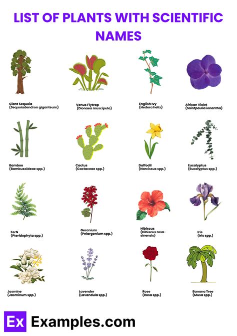 10 scientific names of plants with examples