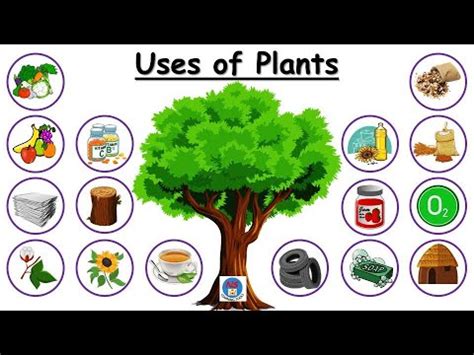 10 uses of plants for class 4