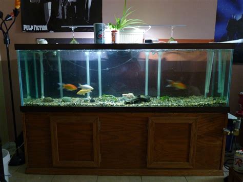 100 gallon fish tank size