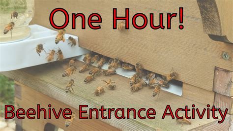 11th Hour Walkthrough Beehive