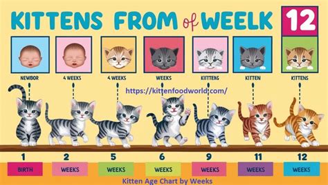 12 Week Old Kitten Size Chart