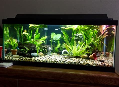 20-gallon fish tank decorations