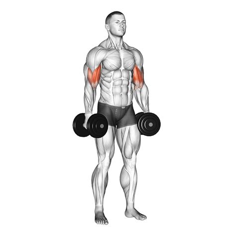 3 different types of bicep curls