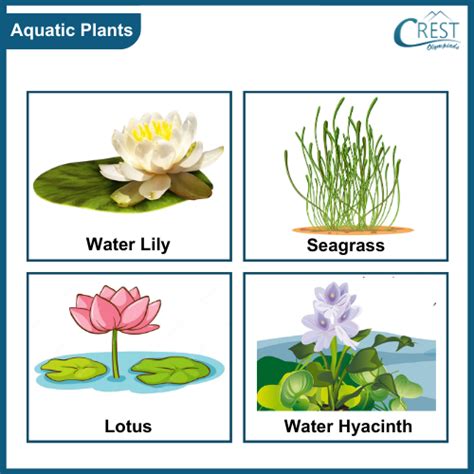 3 examples of aquatic plants