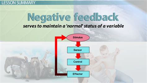 3 examples of negative feedback loops