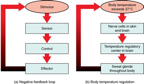 3 examples of negative feedback loops in the human body