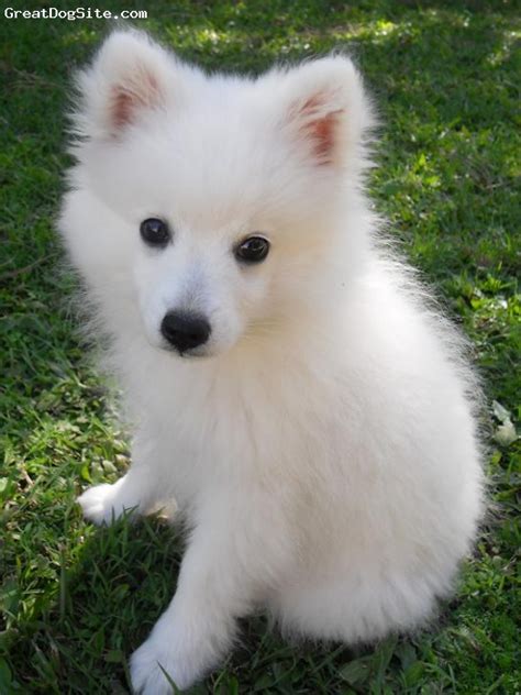 4 months japanese spitz
