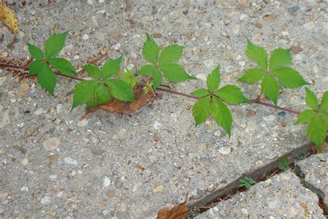 5 Leaf Plants
