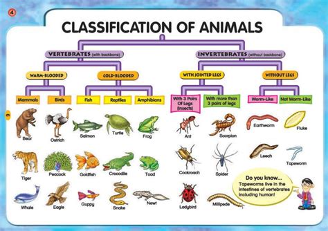 5 classes of animals