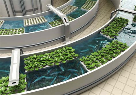 5 examples of aquaculture plants