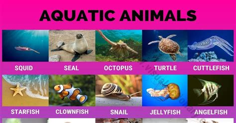 5 examples of aquatic plants and animals