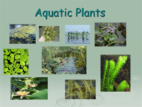 5 examples of aquatic plants in the philippines