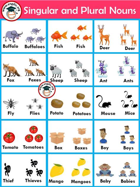5 examples of singular and plural