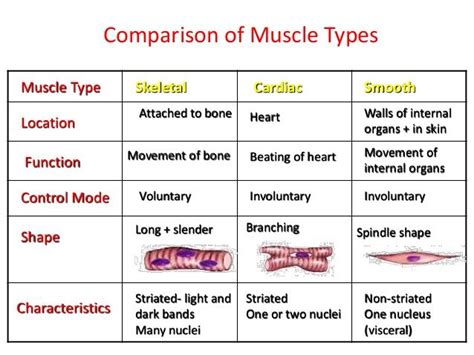 6 major types of muscles and their functions