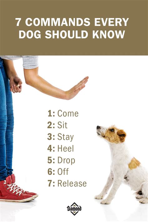 7 basic dog training commands