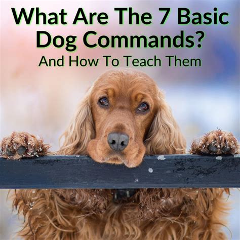 7 basic obedience commands for dogs