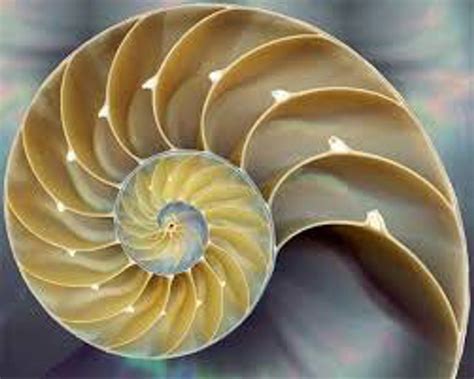 7 beautiful examples of the fibonacci sequence in nature