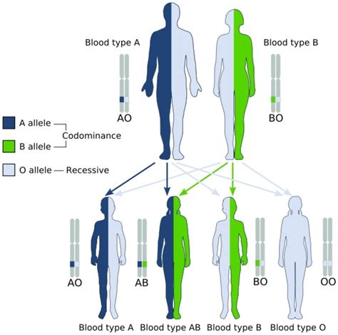 ABO blood types genetics