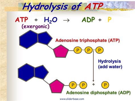ATP Hydrolysis Enzyme