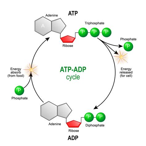 ATP Hydrolysis Importance