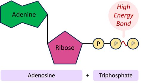ATP molecule energy