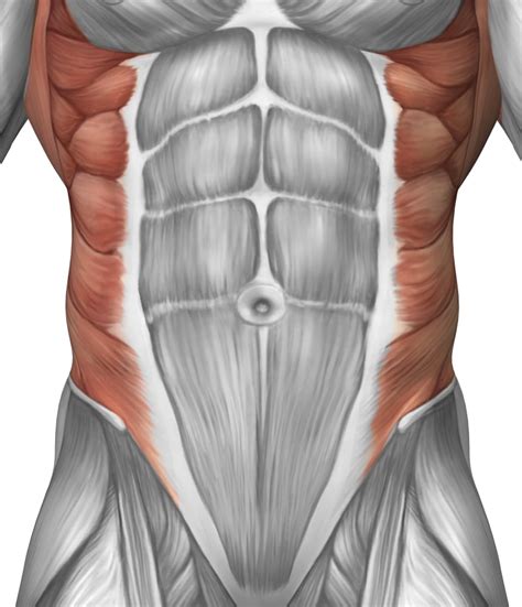 Muscle Illustration