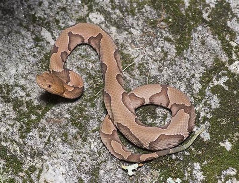 Aberrant Pattern Copperhead