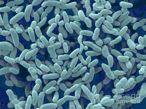 Acetobacter xylinum under microscope