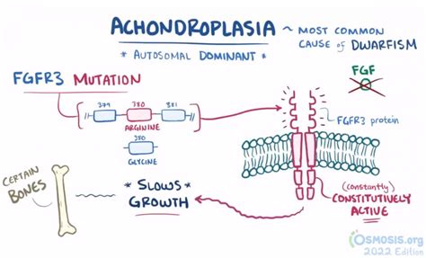 Achondroplasia genetics
