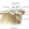 Acromioclavicular Joint Anatomy