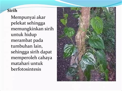 Adaptasi Akar Tumbuhan