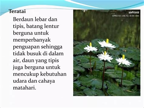 Adaptasi Batang Tumbuhan