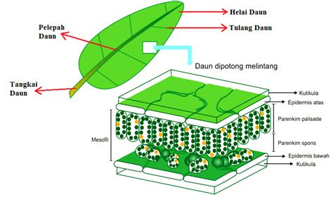 Adaptasi Bentuk Daun