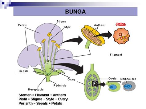 Adaptasi Bunga dan Biji