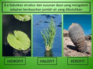 Daun yang Dimodifikasi Xerofit