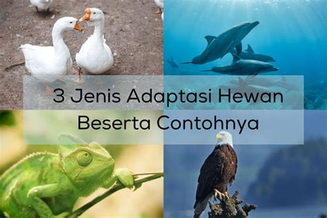Adaptasi Hewan