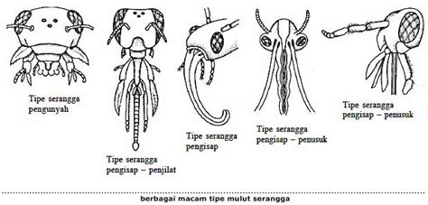 Adaptasi Mulut Serangga