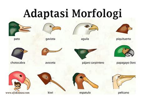 Adaptasi morfologi
