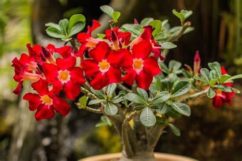 Adenium