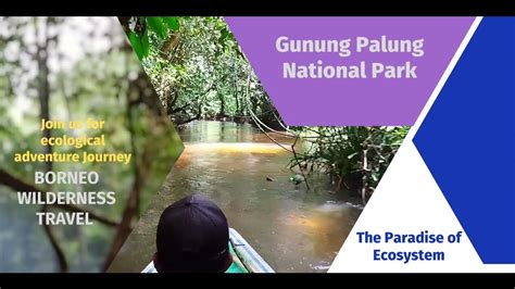Wisata Petualangan di Taman Nasional Gunung Palung